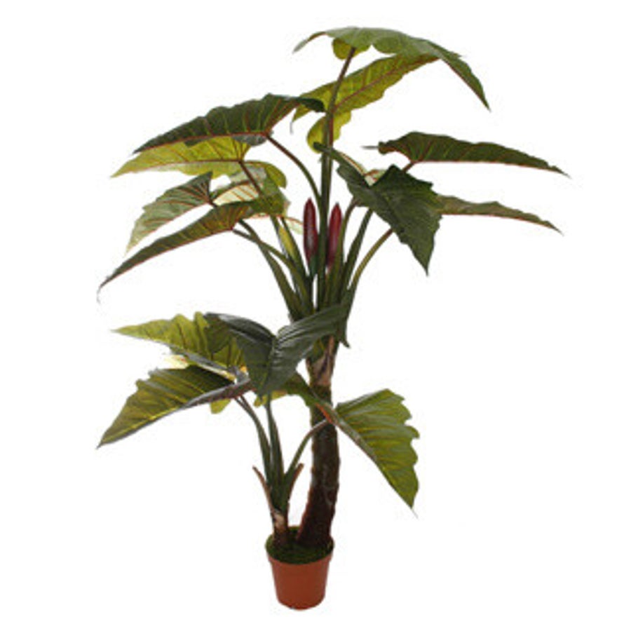ALOCASIA boom 200cm